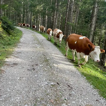 Nocleg ze śniadaniem Schnoellhof 3*